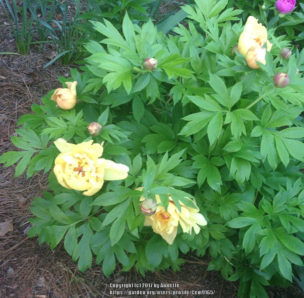 Yellow Peonies you currently are growing. Post your photos! in the