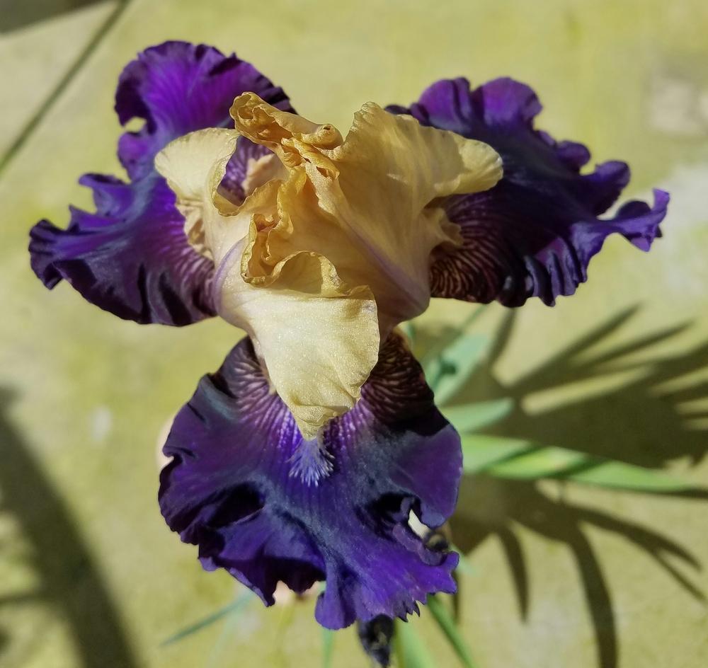 Photo of the bloom of Tall Bearded Iris (Iris 'Boysenberry Buttercup