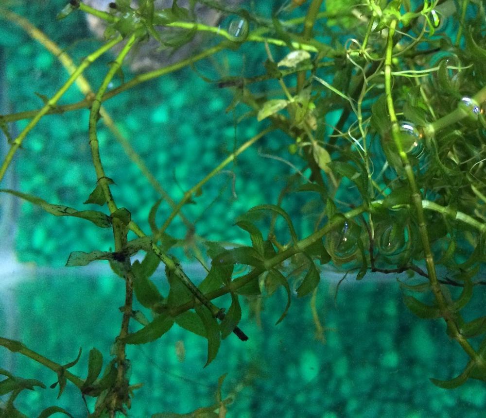 Canadian Pondweed (Elodea canadensis) - Garden.org
