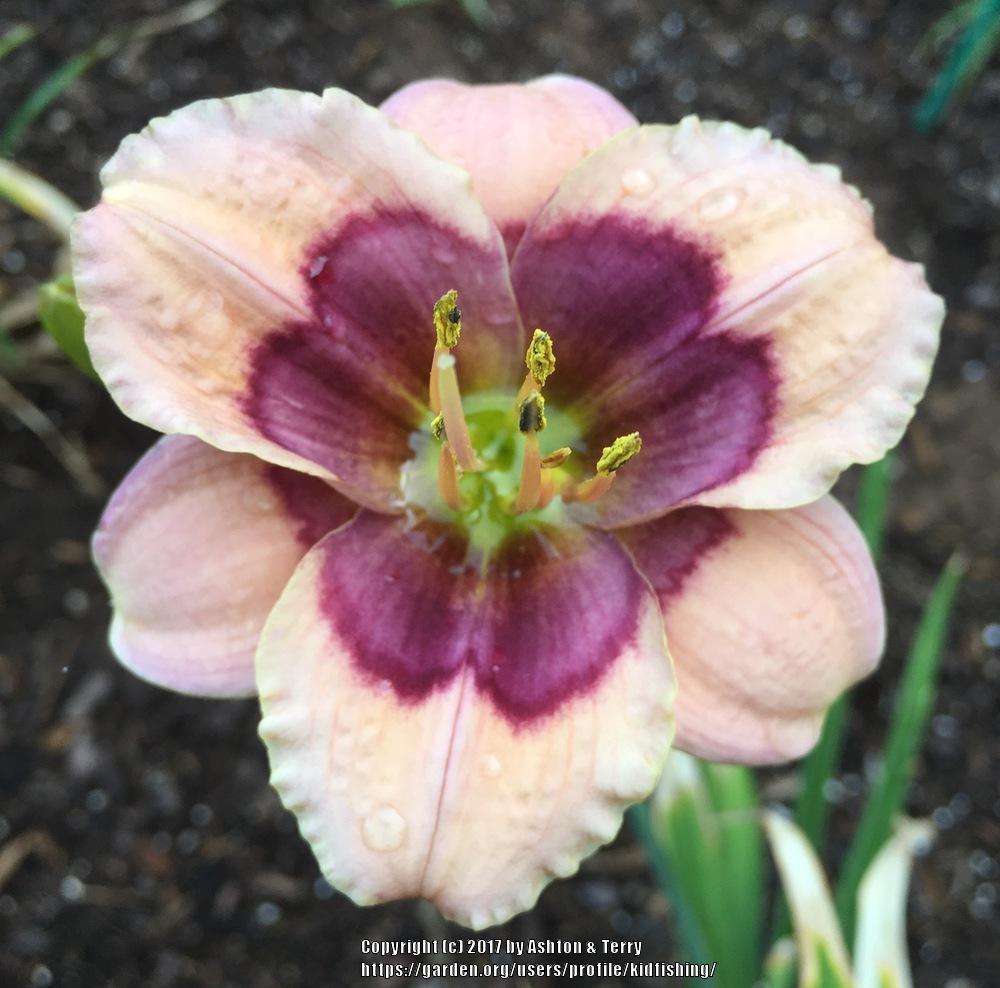 Daylily (Hemerocallis 'Enchanted Butterfly') in the Daylilies Database