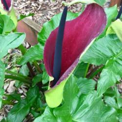 Dragon Arum Dracunculus Vulgaris Garden Org