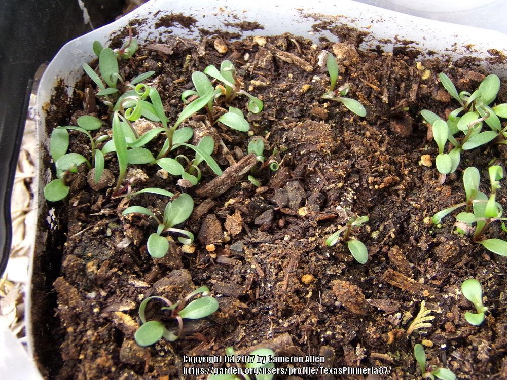 Photo of the seedling or young plant of Tall Tickseed (Gyrophyllum