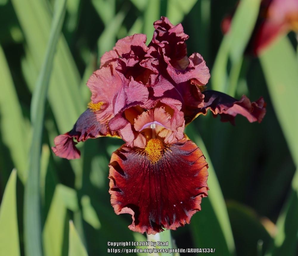 Photo of the bloom of Tall Bearded Iris (Iris 'Flames of Fire') posted