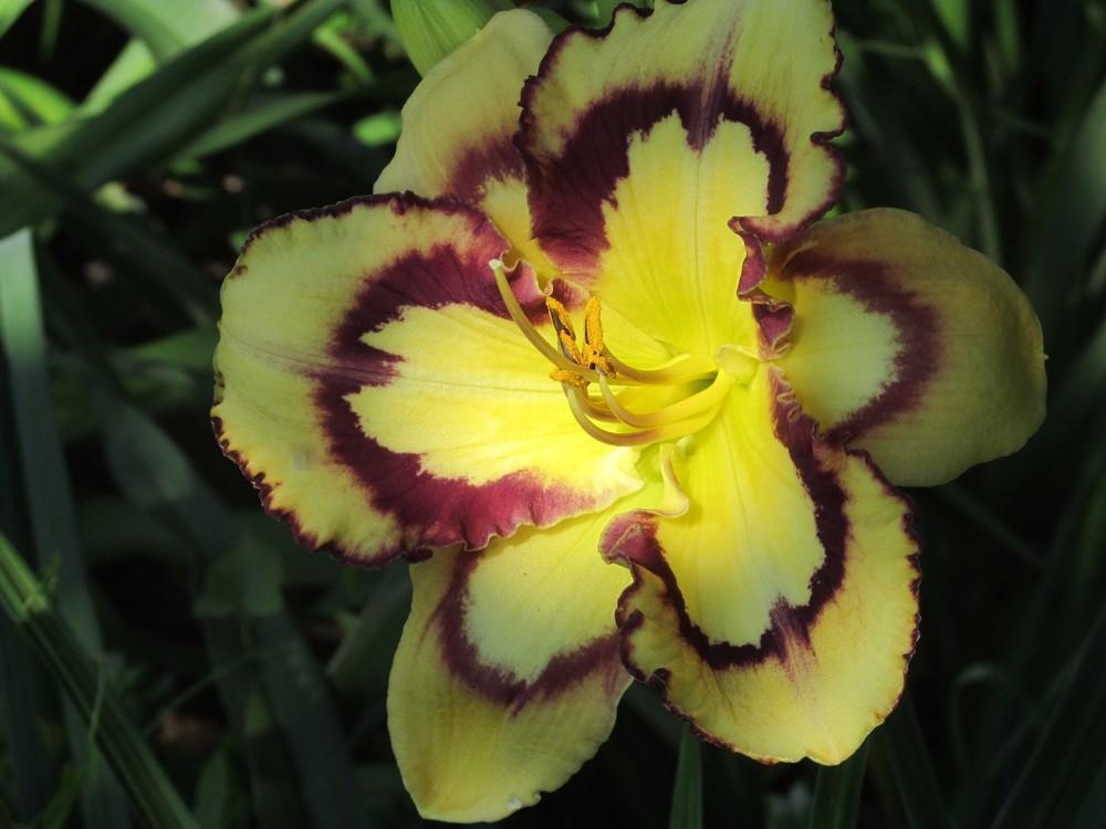 Daylily (Hemerocallis 'Starburst Fantasy') in the Daylilies Database