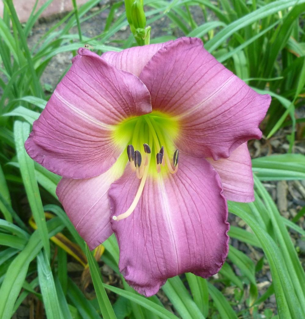 Daylily (Hemerocallis 'Lavender Frost') in the Daylilies Database