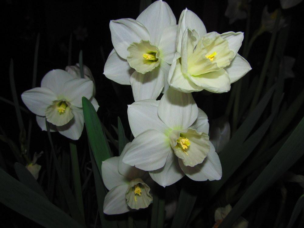 Photo of the bloom of Large Cupped Daffodil (Narcissus 'Snowboard