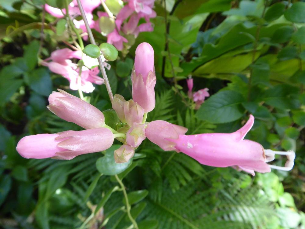 Photo of the bloom of Lipstick Plant (Aeschynanthus 'Thai Pink') posted