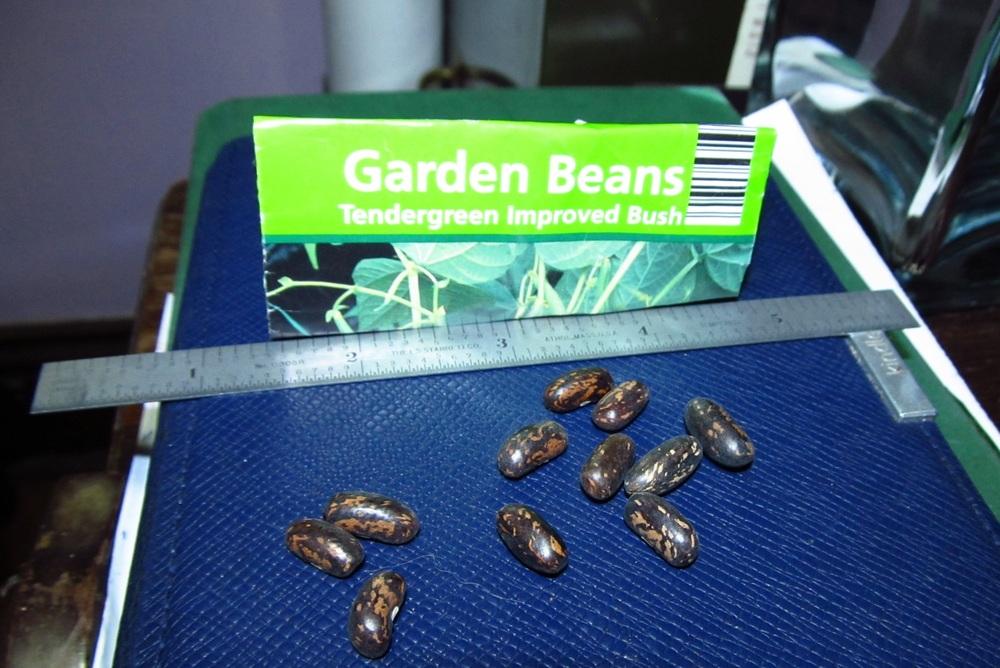 French Filet (Phaseolus vulgaris 'Tendergreen Improved') in the Beans Database