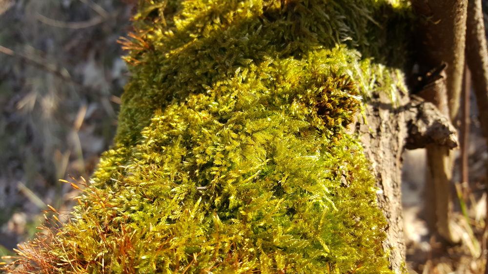 What kind of moss is this? in the Plant ID forum