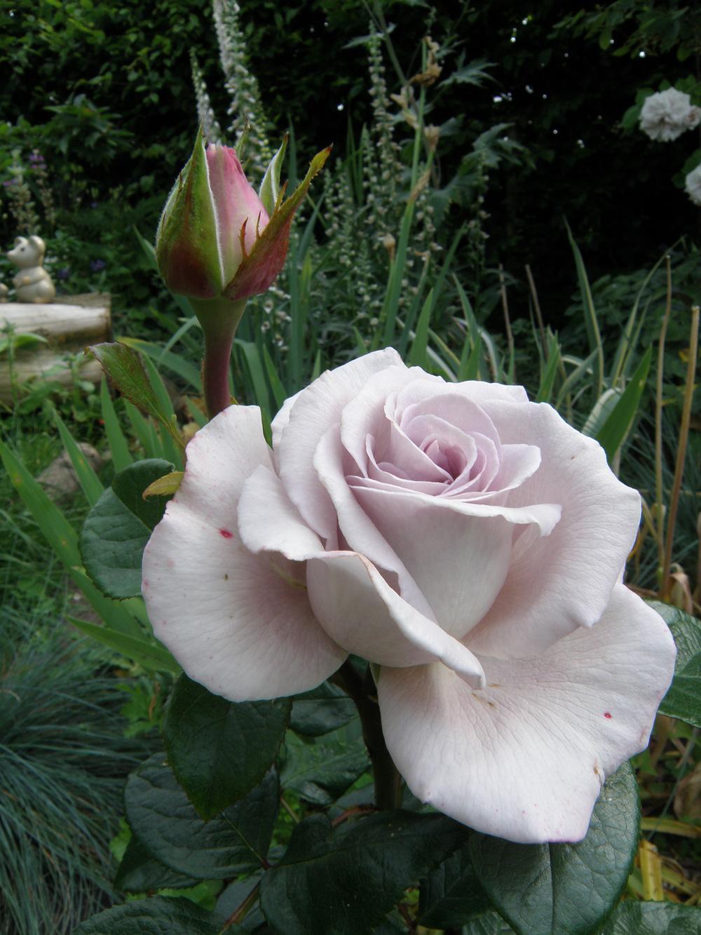 Rose (Rosa 'Twice in a Blue Moon') in the Roses Database