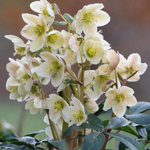 Lenten Rose (Helleborus Gold Collection® Joker) in the Hellebores