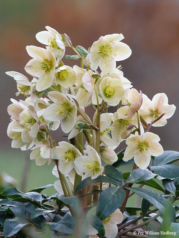 Hellebores Plant Care and Collection of Varieties