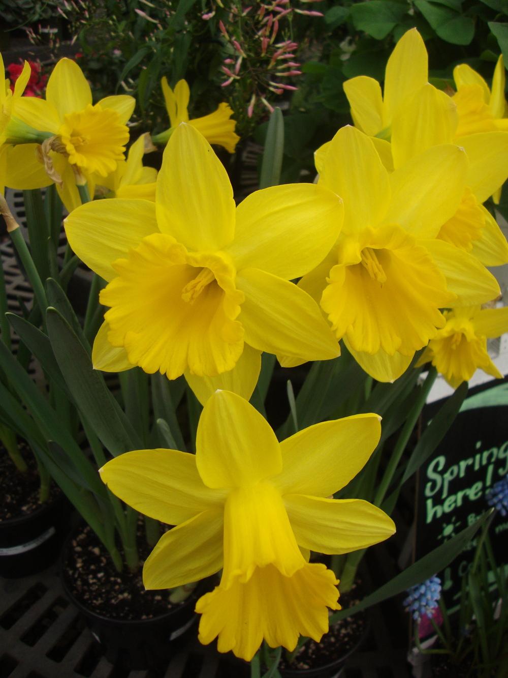 Photo of the bloom of Trumpet Daffodil (Narcissus 'Dutch Master