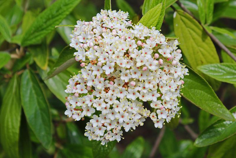 Prague Viburnum (Viburnum 'Decker') in the Viburnums Database