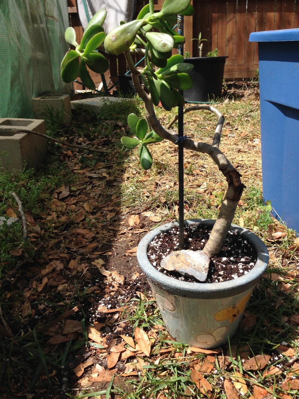 Repotting/dividing 2530 yr old Jade plant. in the Ask a Question forum