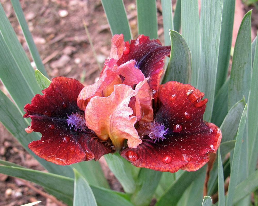 Irises Plant Care and Collection of Varieties