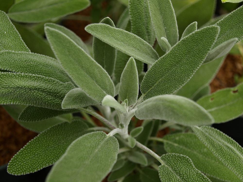 Photo of the leaves of Greek Sage (Salvia fruticosa) posted by