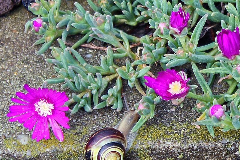 Mountain Ice Plant (Delosperma obtusum)