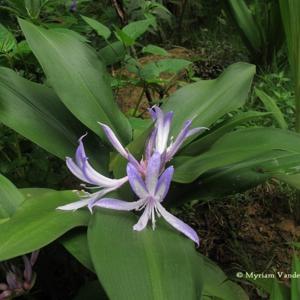 TÌNH YÊU CÂY CỎ ĐV.3 - Page 77 16c1db-300