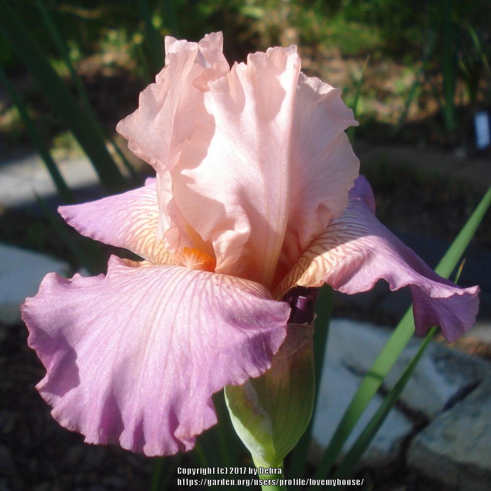 Border Bearded Iris (Iris 'Love Goes On') in the Irises Database