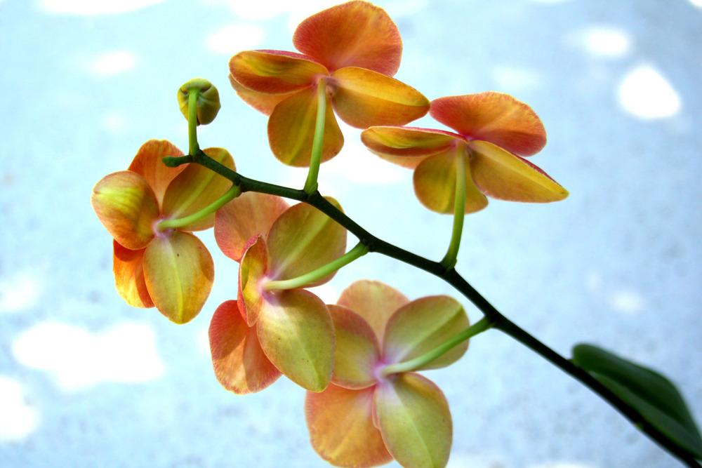 Orchid (Phalaenopsis Surf Song) - Garden.org