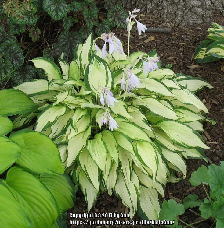 Daily Hosta 6 'White Christmas' in the Hostas forum