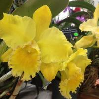 Orchid (Rhyncholaeliocattleya Erin Kobayashi 'Lahaina Gold