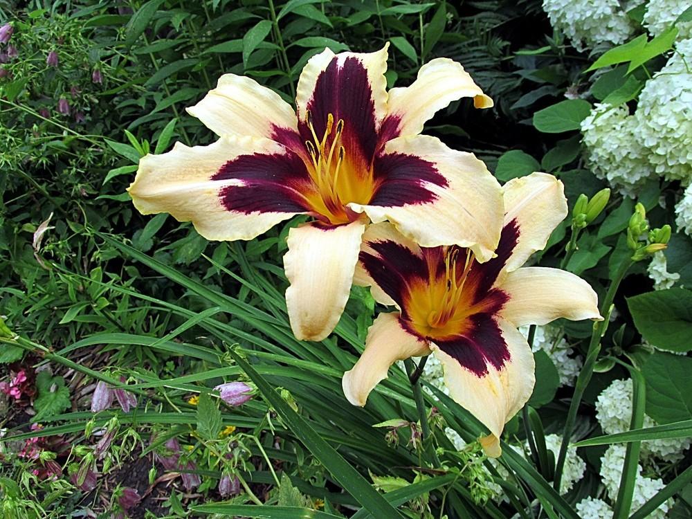 Photo of the bloom of Daylily (Hemerocallis 'Wild Horses') posted by
