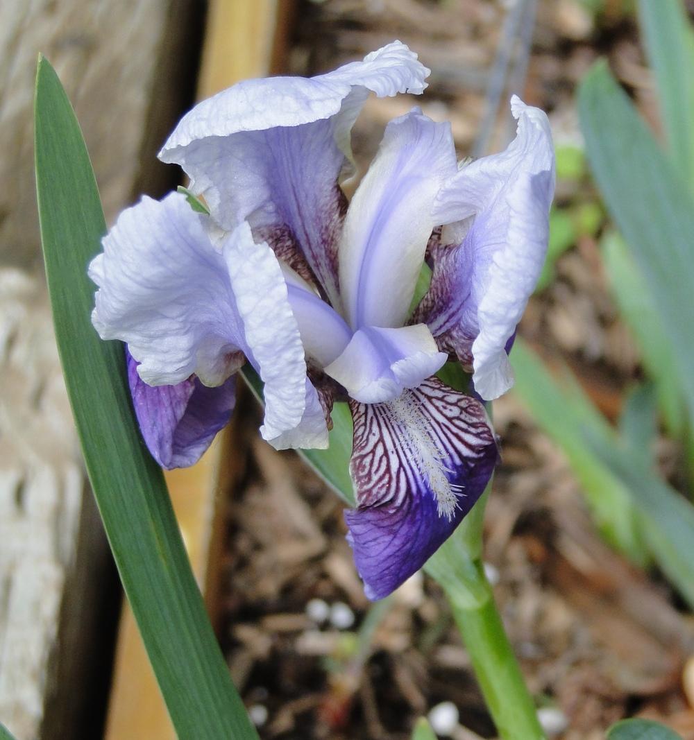 Photo of the bloom of Miniature Dwarf Bearded Iris (Iris 'Buddha Song ...