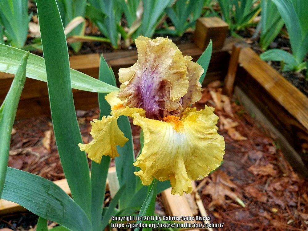 Photo of the bloom of Tall Bearded Iris (Iris 'Idle Rich') posted by