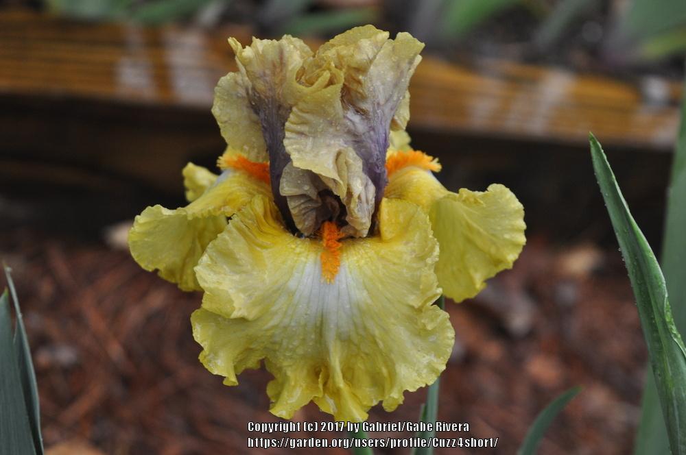 Photo of the bloom of Tall Bearded Iris (Iris 'Idle Rich') posted by