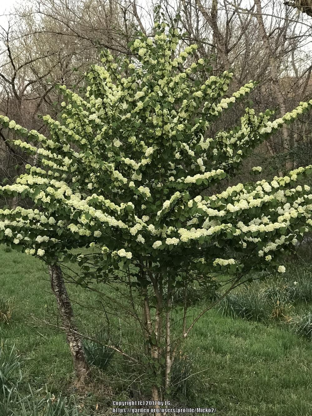 Viburnums Plant Care and Collection of Varieties