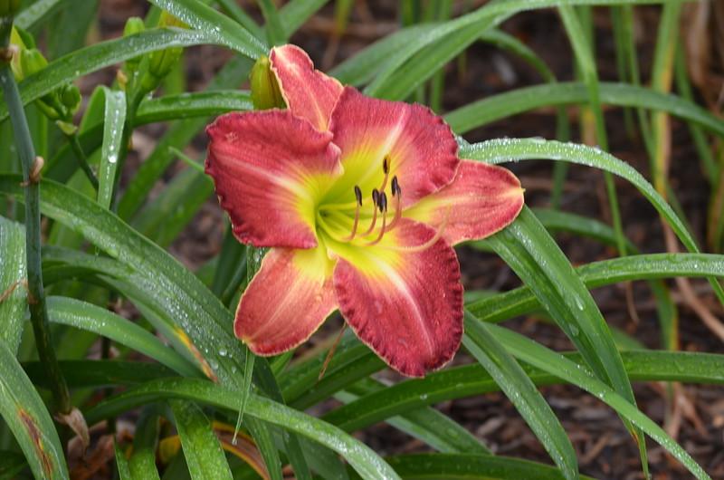 Photo of the bloom of Daylily (Hemerocallis 'Carey Bunting') posted by
