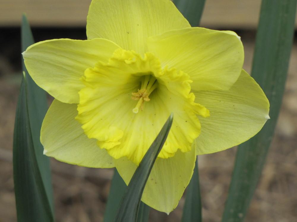 Photo of the bloom of Largecupped Daffodil (Narcissus 'Saint Patrick's
