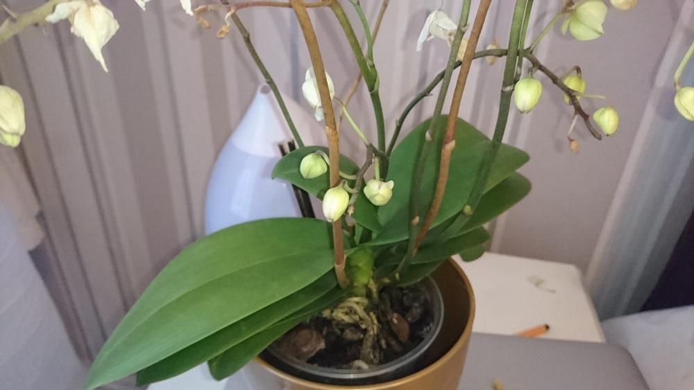 Orchid dying? in the Orchids forum