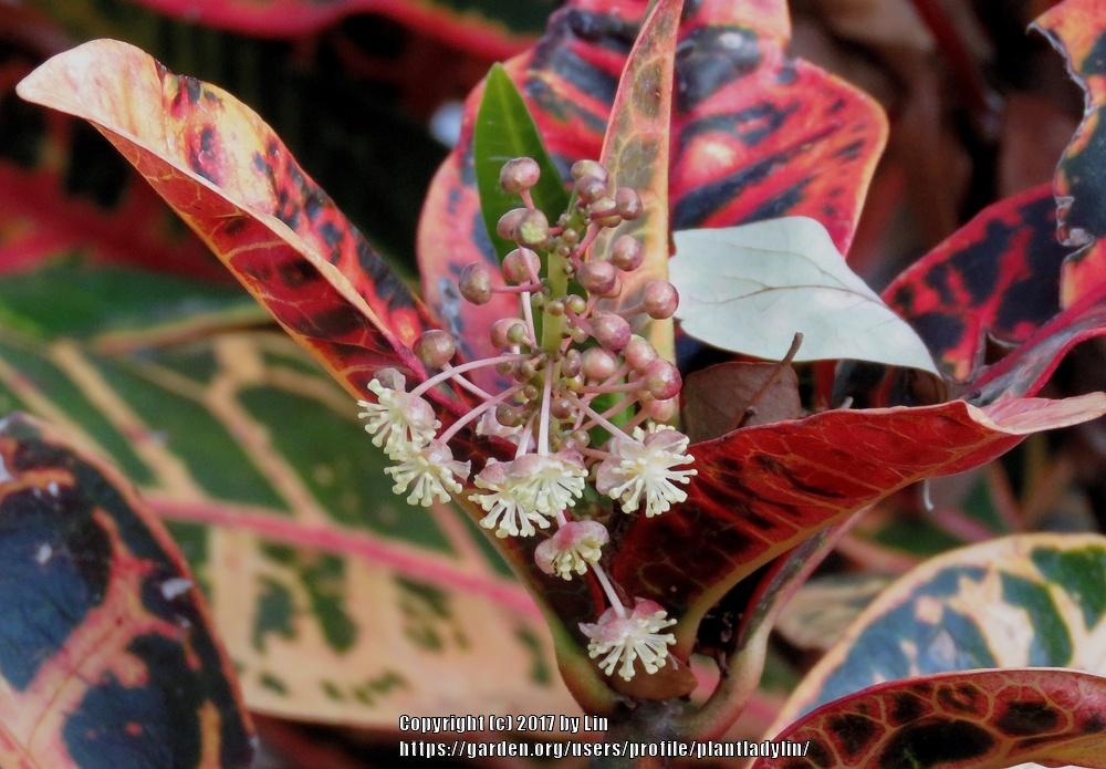 Photo of the bloom of Croton (Codiaeum variegatum) posted by