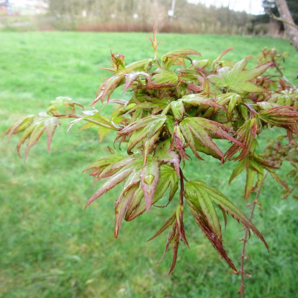 Japanese Maple (Acer palmatum 'Hanami Nishiki')