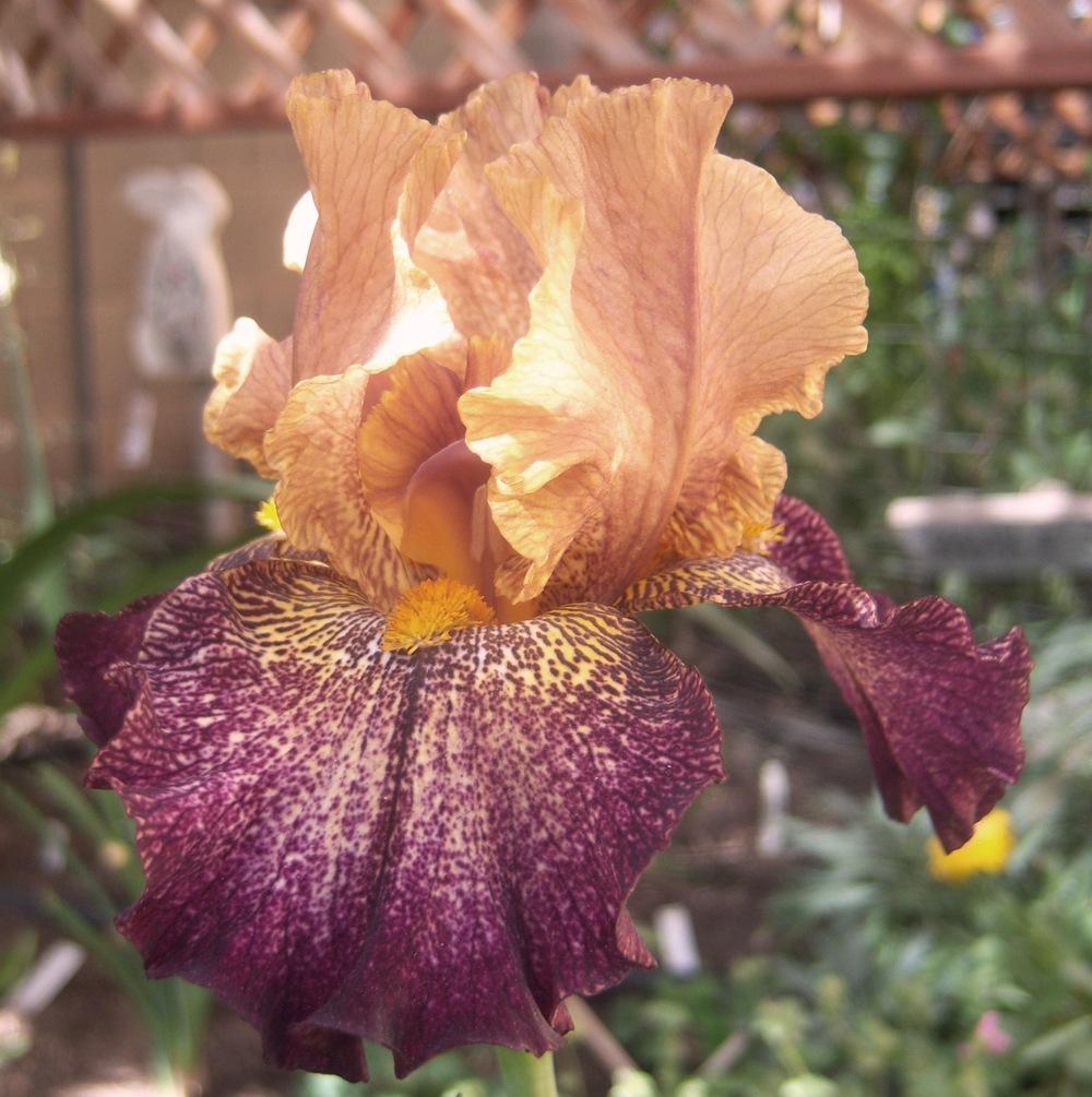 Photo of the bloom of Tall Bearded Iris (Iris 'Latin Jazz') posted by