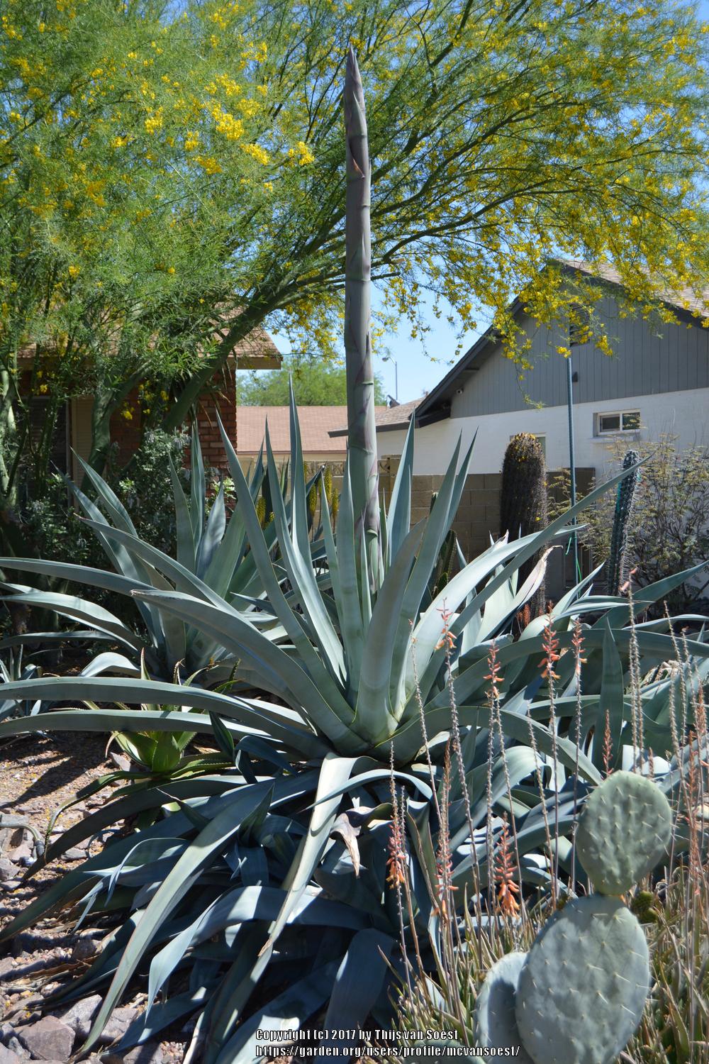 Agaves Plant Care and Collection of Varieties