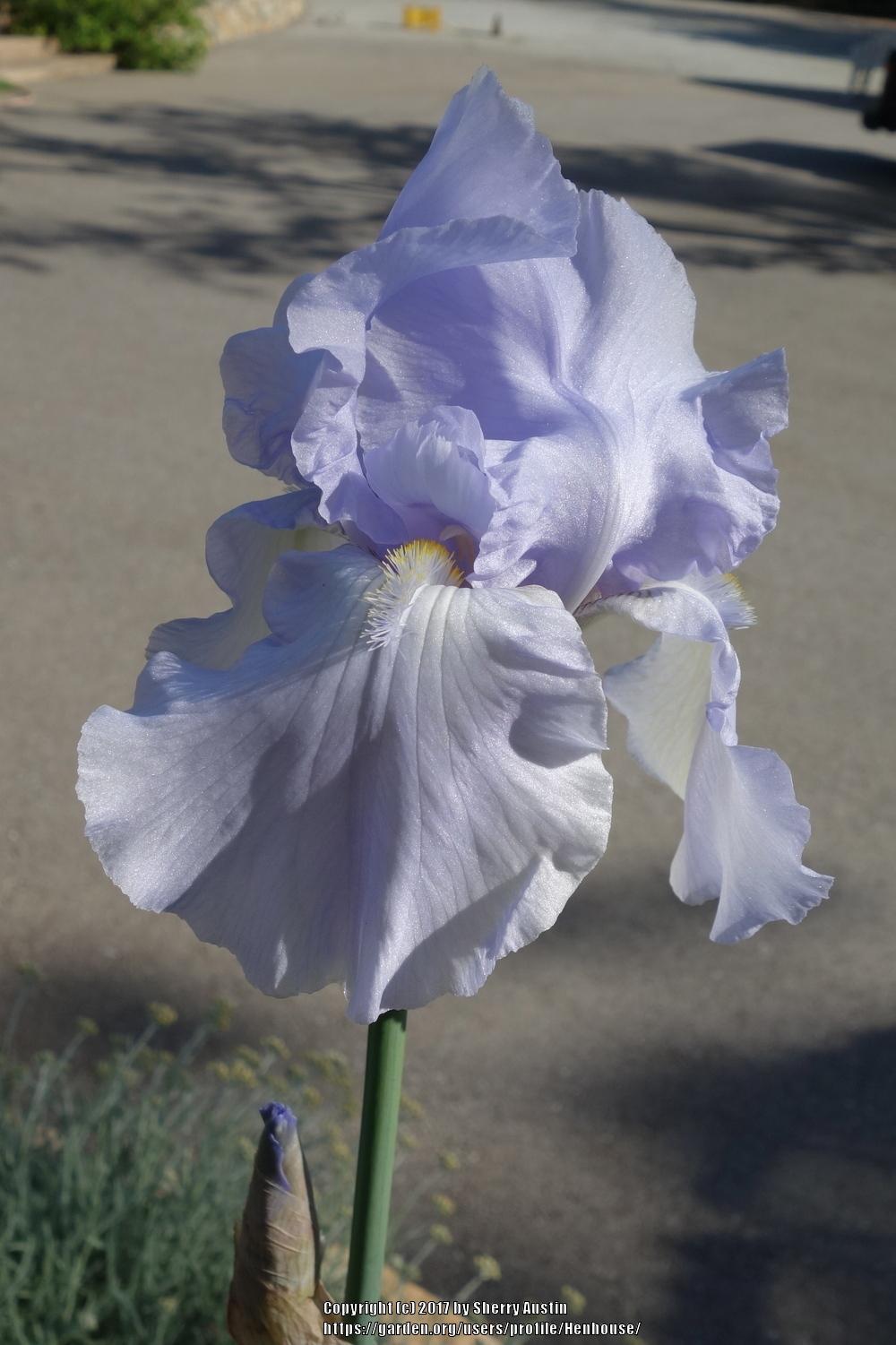 Tall Bearded Iris (Iris 'Blue Sapphire') in the Irises Database