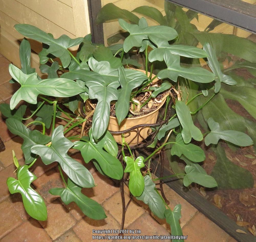 Photo of the entire plant of Horsehead Philodendron (Philodendron bipennifolium) posted by
