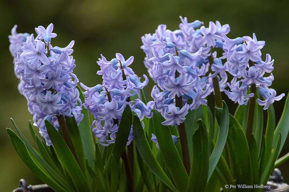 Dutch Hyacinth (Hyacinthus orientalis 'Caribbean Dream') in the
