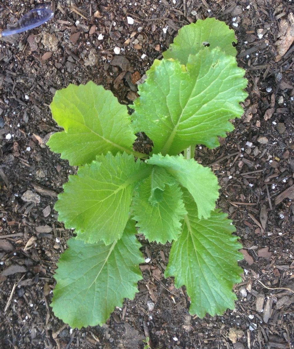 Chinese Cabbage (Brassica rapa subsp. chinensis 'Nikko') in the