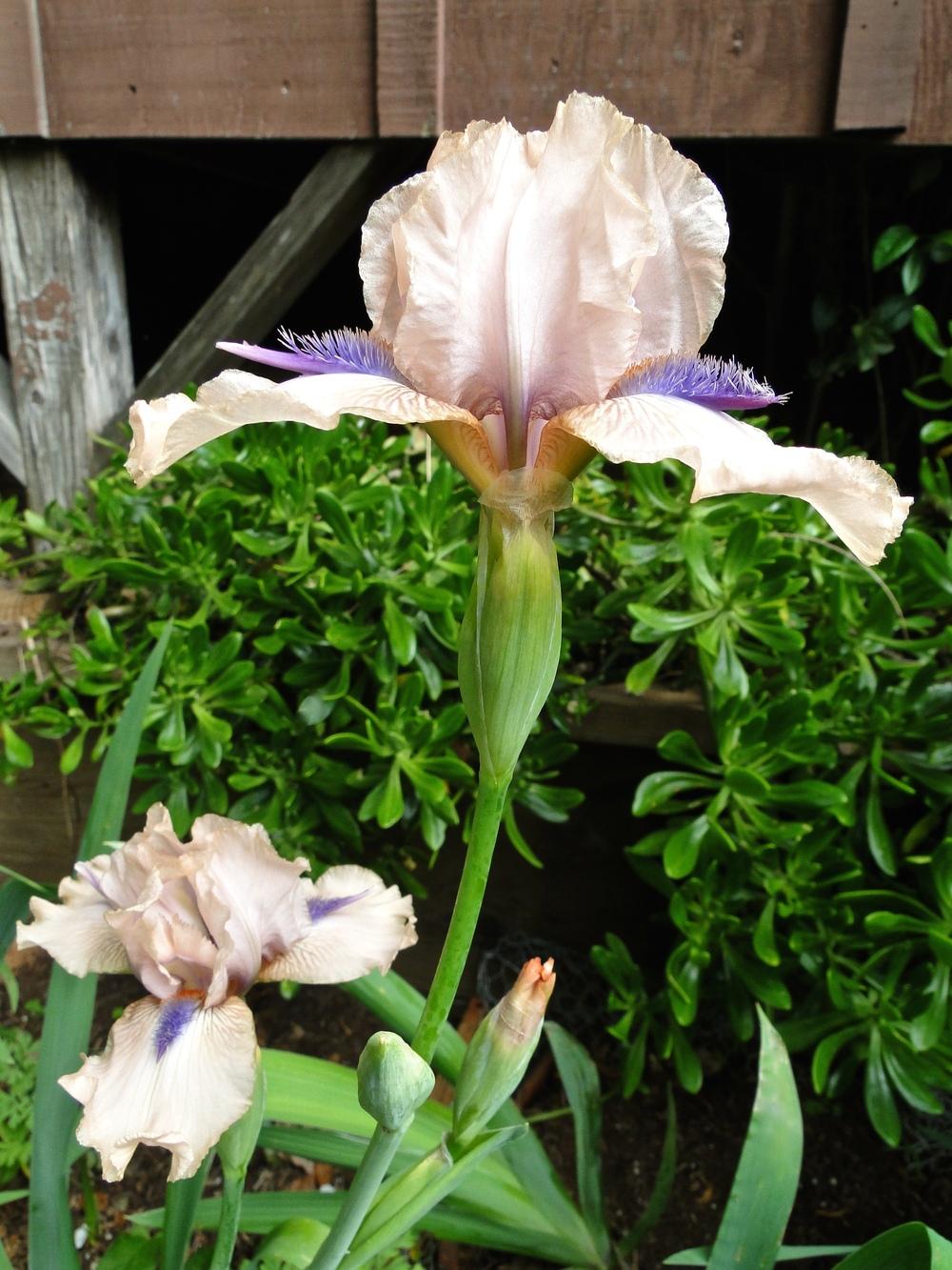 Photo of the bloom of Intermediate Bearded Iris (Iris 'Concertina