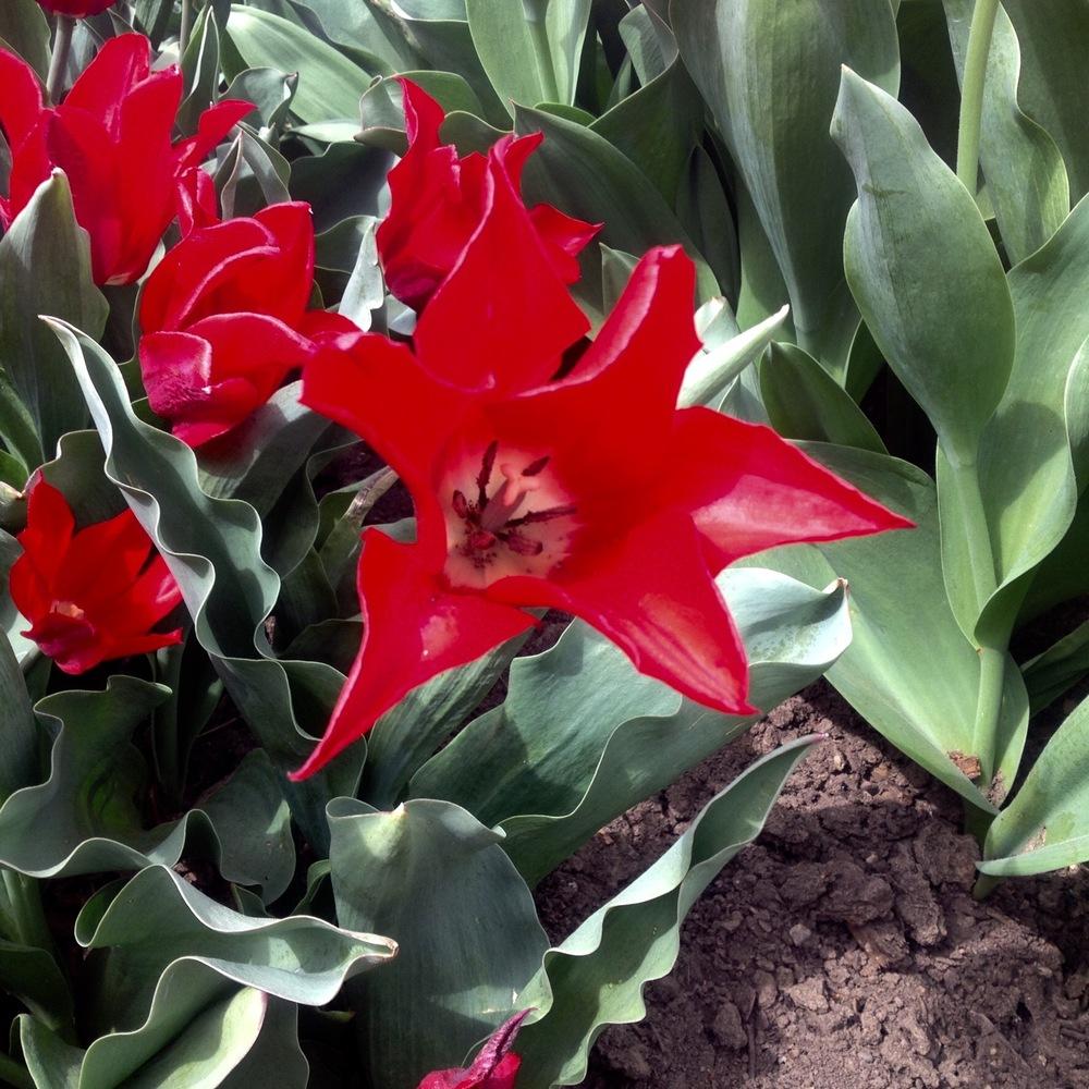 Lily-Flowered Tulip (Tulipa Pieter de Leur) in the Tulips Database