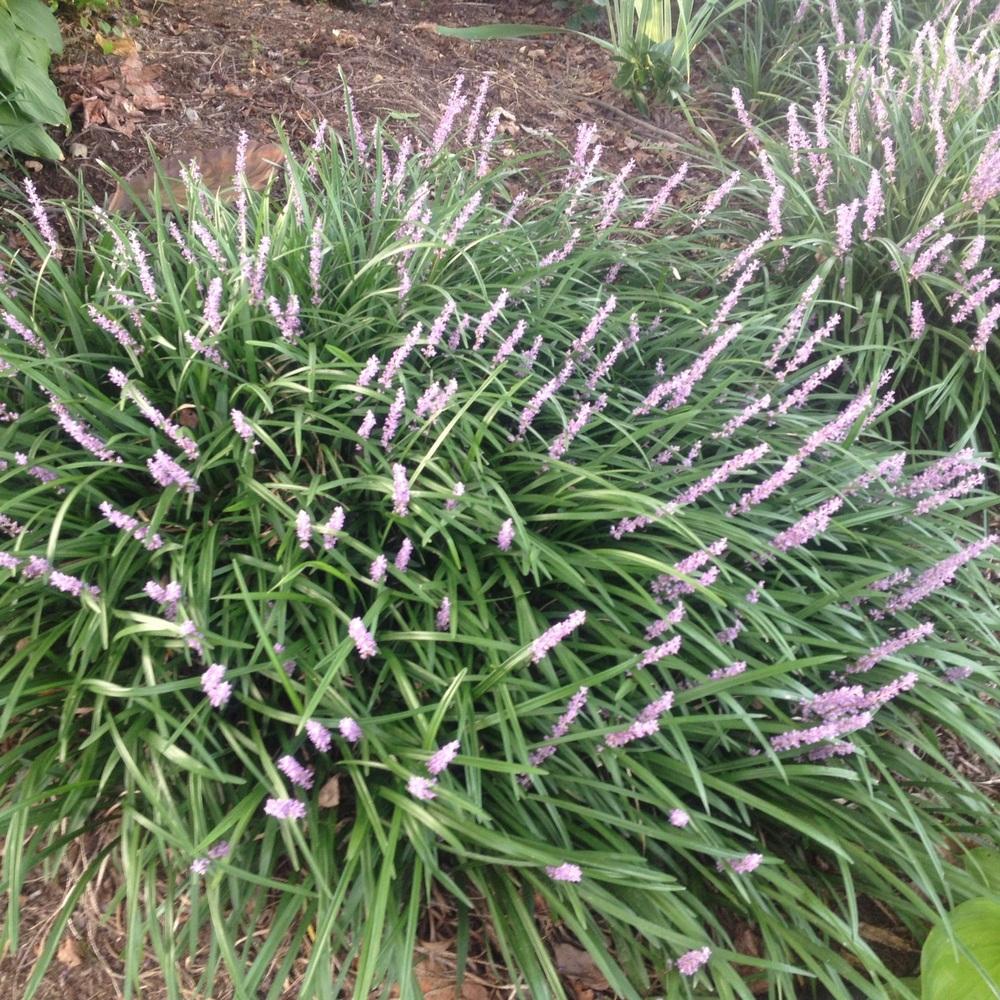 Photo of the entire plant of Monkey Grass (Liriope muscari) posted by ...