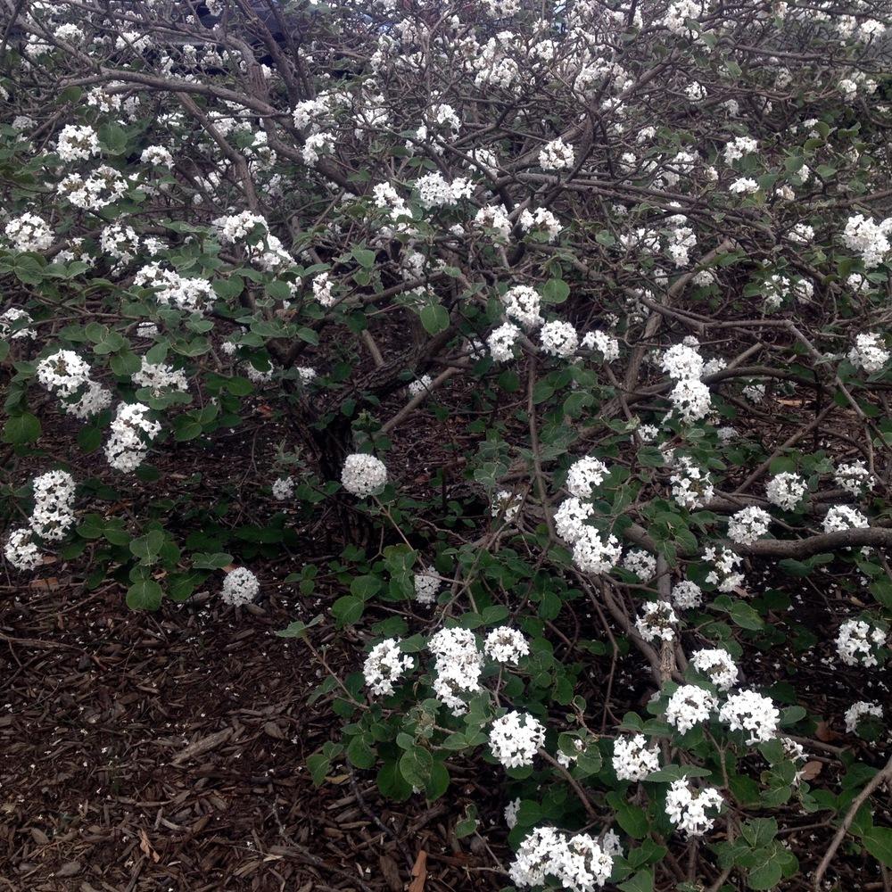 Photo of the entire plant of Koreanspice Viburnum (Viburnum carlesii