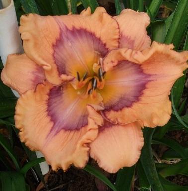 daylily revved garden