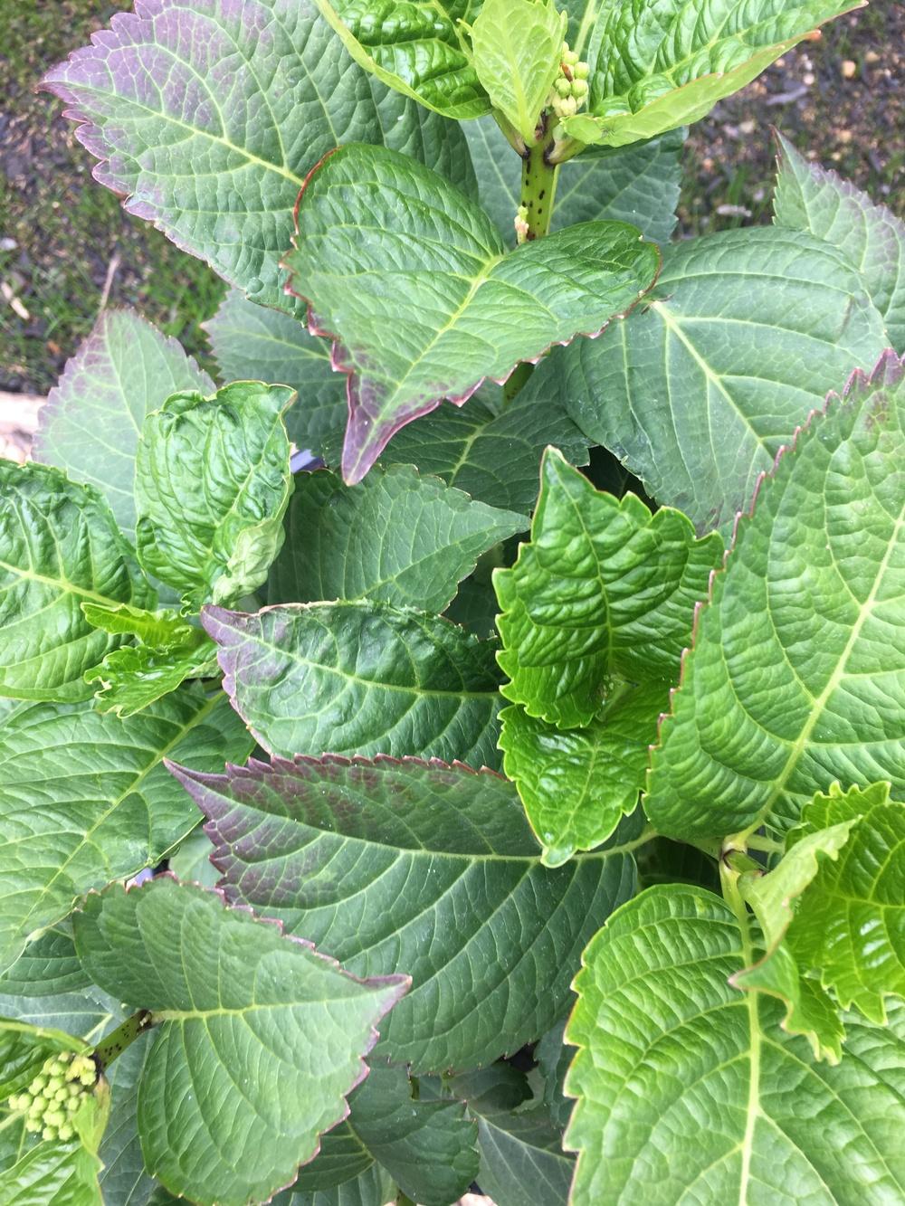 Ask a Question forum→Hydrangea problems - Garden.org