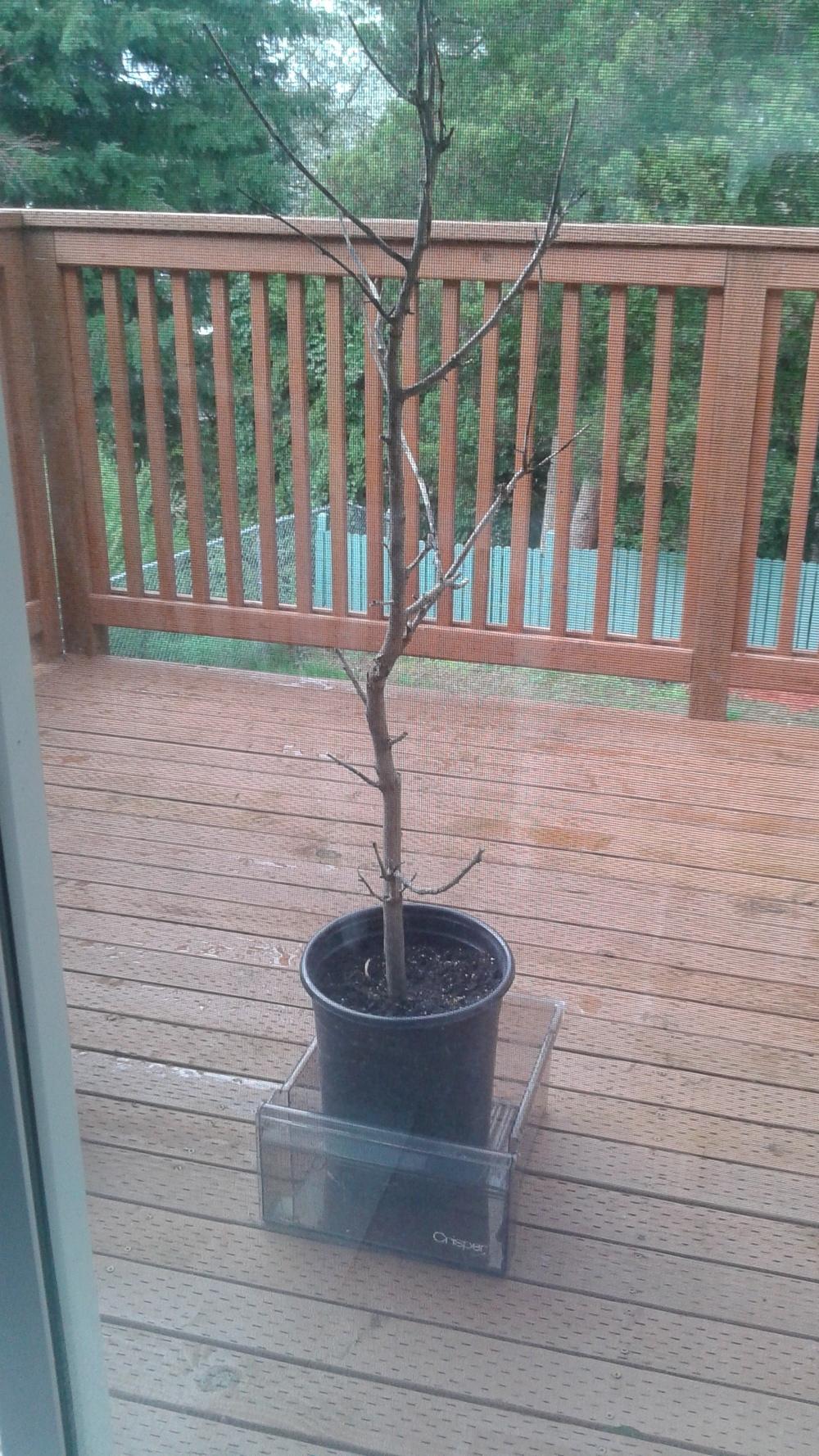 Is my Magnolia tree dead? in the Ask a Question forum